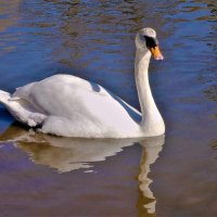 Лебедь белоснежный озером пленён :: Владимир Манкер