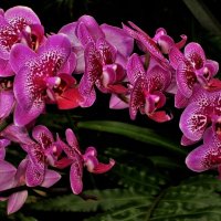 Праздничные орхидеи :: Aida10 