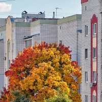 За окном рисует осень :: Николай Зернов