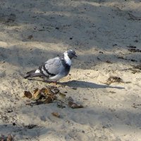Одинокий голубок на опустевшем пляже... :: Тамара Бедай 