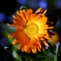 calendula :: Zinovi Seniak