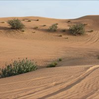 Пустыня Руб Эль Хали :: Валерий Готлиб