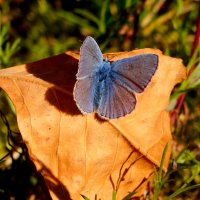 бабочки 7 октября (ещё летают...) 3 :: Александр Прокудин