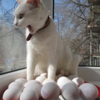 8 октября - Всемирный день яиц (World Egg Day) отмечают даже кошки-несушки :: Alex Aro Aro Алексей Арошенко