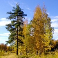 Тропинка в осень. :: Лия ☼