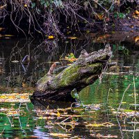 Прибалтийский крокодил... :: Леонид Соболев