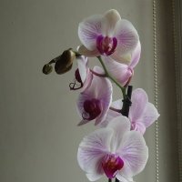 Орхидеи :: Татьяна Р 