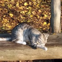 Из жизни свободных кошек :: Galina Solovova
