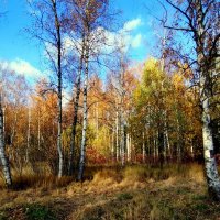 В Баболовском парке осенью - 5 :: Сергей 