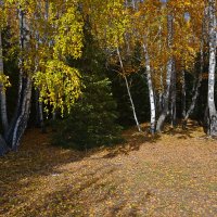 Осень  в  смешанном  лесу :: Геннадий Супрун