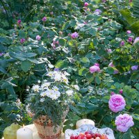 Из серии "В саду".Розы, ромашки и черешня. :: Ольга Бекетова