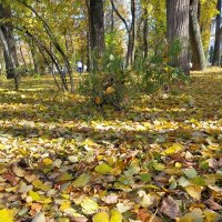На ковре из жёлтых листьев... :: Yulia Raspopova