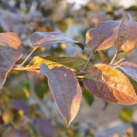 Осенняя ветка яблони. :: сергей 