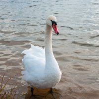 Лебеди в октябре месяце на Шумилинском озере. (Снято на SONY Cyber-Shot DSC-R1) :: Анатолий Клепешнёв