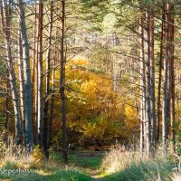 Золотая пора осени. (Снято на SONY Cyber-Shot DSC-R1) :: Анатолий Клепешнёв