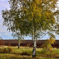 Ветер треплет берёзок за  косы. :: Восковых Анна Васильевна 