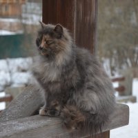 Московская область. Звенигород. Монастырские кошки. :: Наташа *****