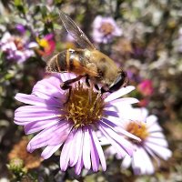 Осенняя пчела-1 :: Асылбек Айманов