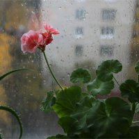 За окном дождь... :: ZNatasha -