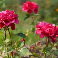 Розовые розы :: Romashka Ольга