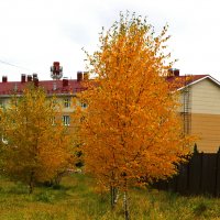Осень в городе :: Светлана 