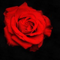 Красная роза - эмблема любви :: Леонид leo