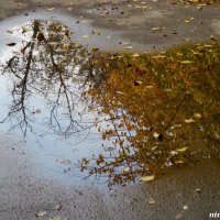 Октябрь и его отражение :: Нина Бутко