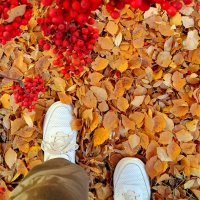 Листья жёлтые нам под ноги ложатся .... :: Мила Бовкун