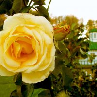 Жёлтая роза осени. :: VasiLina *