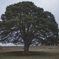 300-летняя сосна :: Сергей Серпантин