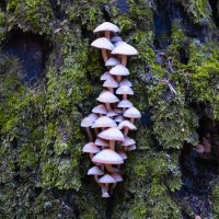 mushrooms :: Zinovi Seniak