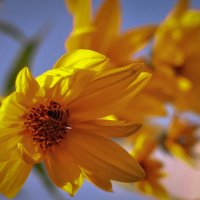 цветок топинамбура и шмель :: Лариса Крышталь 