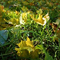 Желтый лист кружится, под ноги ложится, Он такой красивый, словно золотой! :: Galina Dzubina