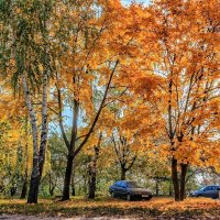 Краски осенние во дворе.. :: Юрий Стародубцев