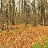 Прогулка в осеннем лесу. :: Михаил Столяров