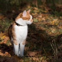 Про рыжего кота. :: Владимир Безбородов