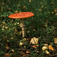Самый красивый гриб в лесу :: san05 -  Александр Савицкий