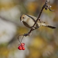 Какую ягодку мне выбрать ? -:)) :: Александр Запылёнов