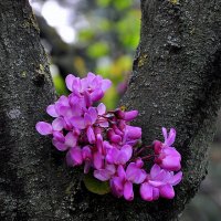 Где только не растут...... :: Анатолий Анищик