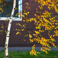 Осенняя берёза под окном :: Светлана 