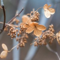 Гортензия и октябрь. :: Анатолий. Chesnavik.