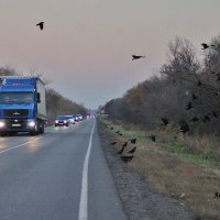 Грачи всегда сопровождают транспорт который перевозит зерно. :: Восковых Анна Васильевна 