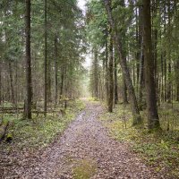 forest path :: Zinovi Seniak