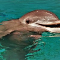 Весёлый дельфин :: Владимир Манкер
