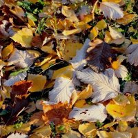 Осенний газон. Листья берёзы и боярышника :: Надежд@ Шавенкова