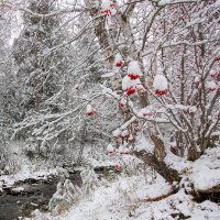 Первый снег украшает деревья :: Vladimbormotov 