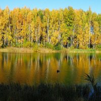 "Золотое" озеро. :: Милешкин Владимир Алексеевич 