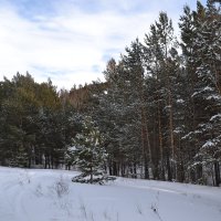 На опушке снежного леса... :: Андрей Хлопонин