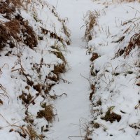 Снег :: Радмир Арсеньев
