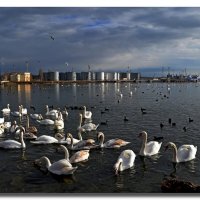 УТРО ЗИМНЕЕ В ЗАЛИВЕ... :: Анатолий Восточный